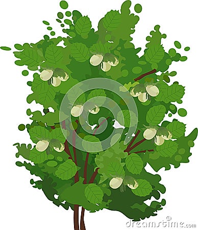 Common hazel Corylus avellana plant with nuts and green foliage Vector Illustration